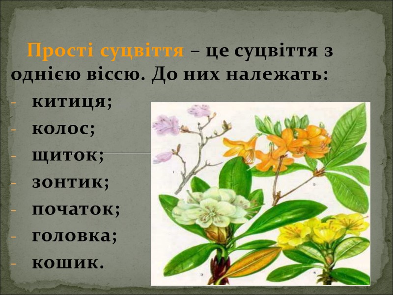 Прості суцвіття – це суцвіття з однією віссю. До них належать:   